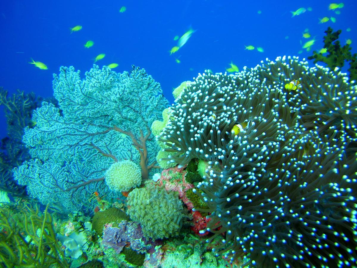 Cabilao Sunset Dive & Beach Resort Loon Kültér fotó